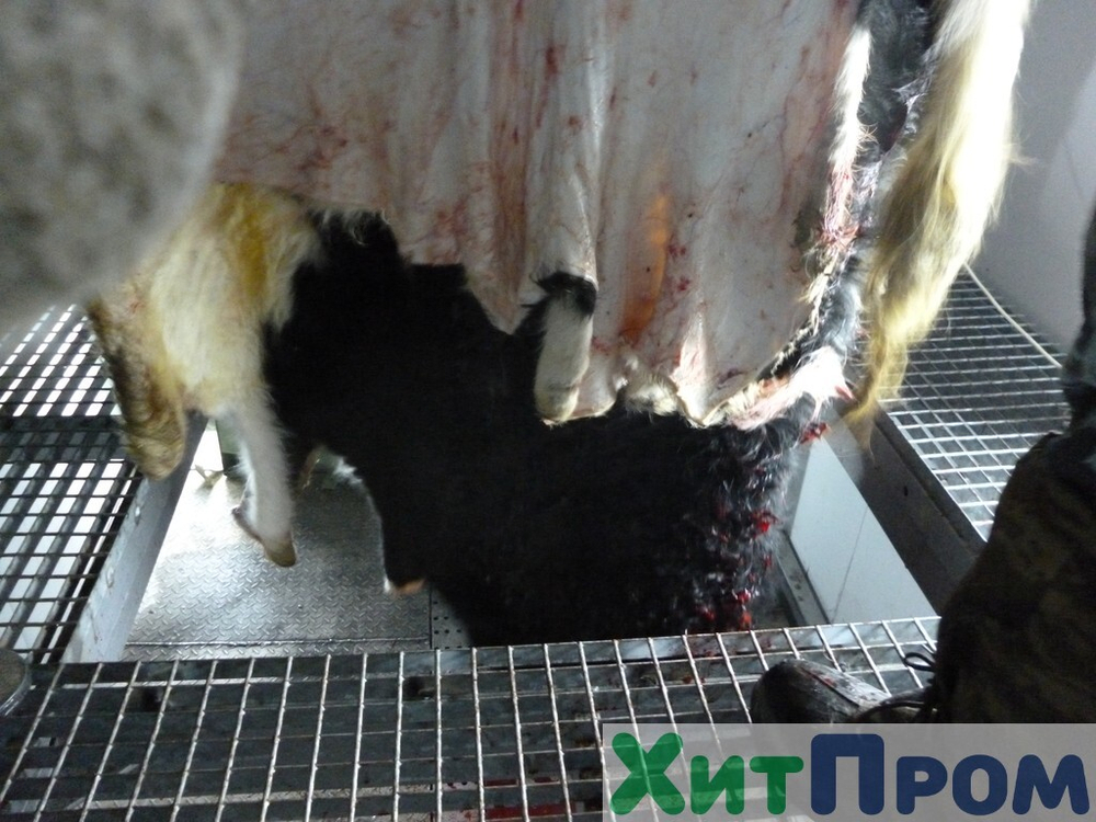 Комплекс убоя и переработки КРС до 20 голов/смена и МРС до 200 голов/смена. р. Татарстан