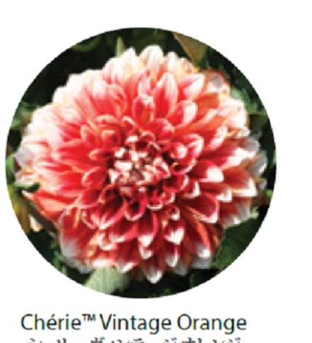 Георгина Cherie Vintage Orange ОКС Укорененный черенок 7-10 марта
