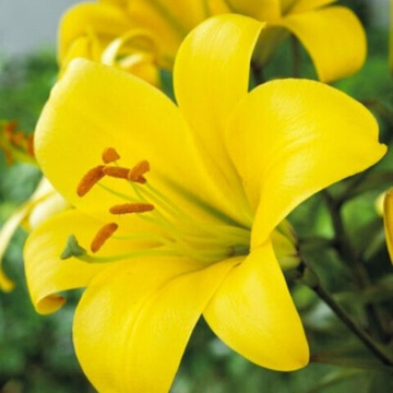 Лилия Трубчатая Йеллоу Планет