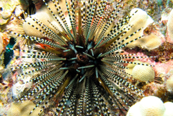 Полосатый морской ёж (Echinothrix calamaris  (Striped))