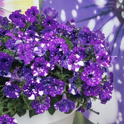 П14 Петуния ампельная Surprise Sparkling Blue