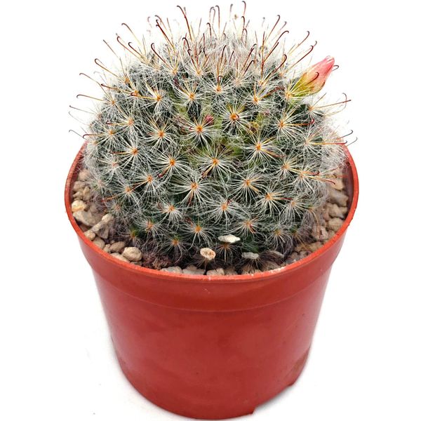 Маммиллярия Роданта (Mammillaria rhodantha)