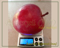 Яблоня Кандиль багряный