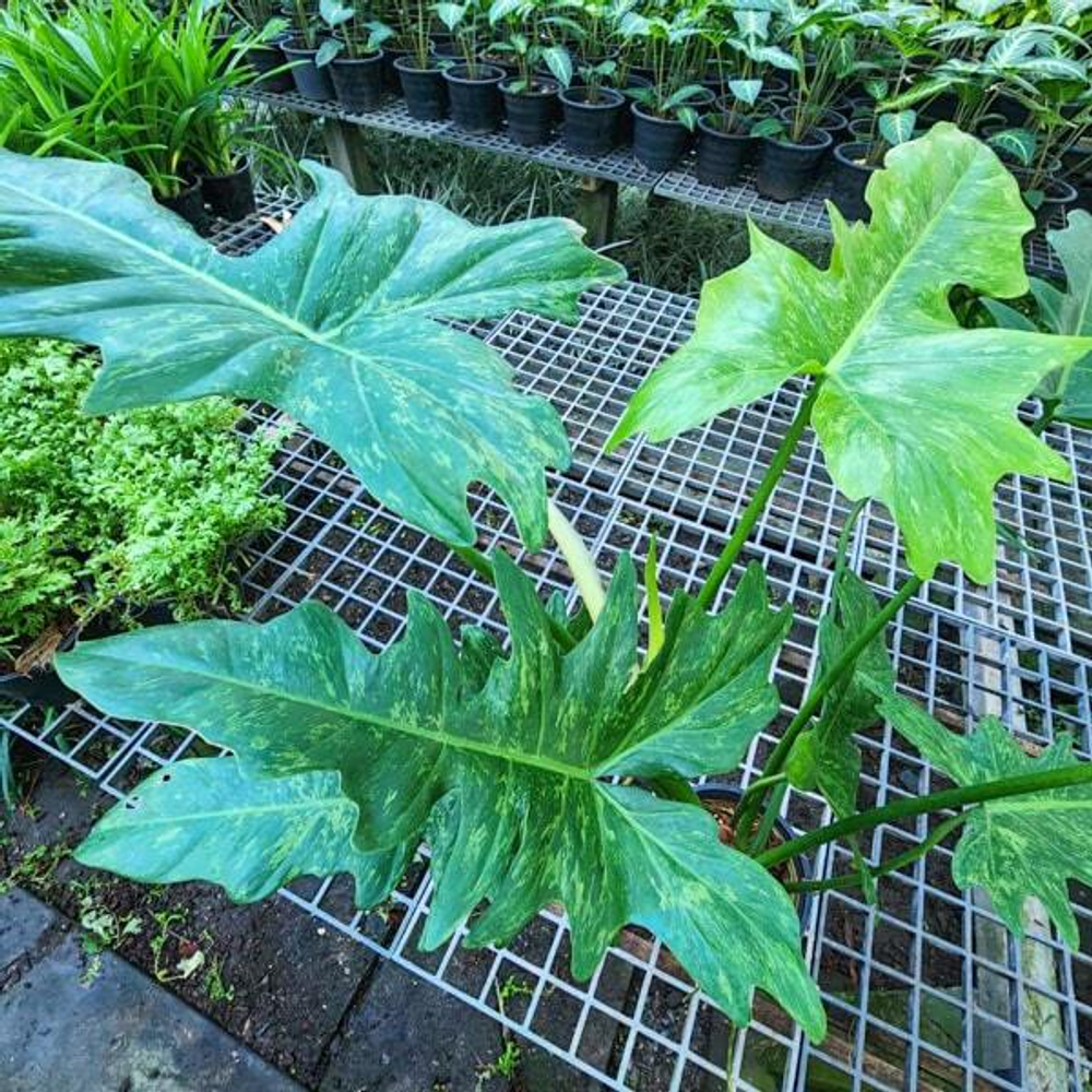 Филодендрон MINARUM (В20)