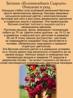 Бегония Иллюминейшен Скарлет ампельная