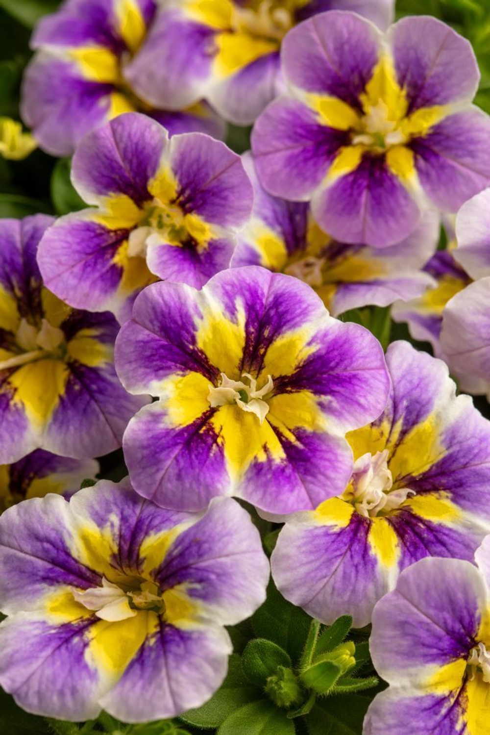 ЕВРО Calibrachoa CANDY SHOP DOUBLE Grape Splash неукор черенок ноябрь 2025