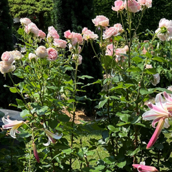 Роза Амороза С7 Закупка М57 июнь 2026