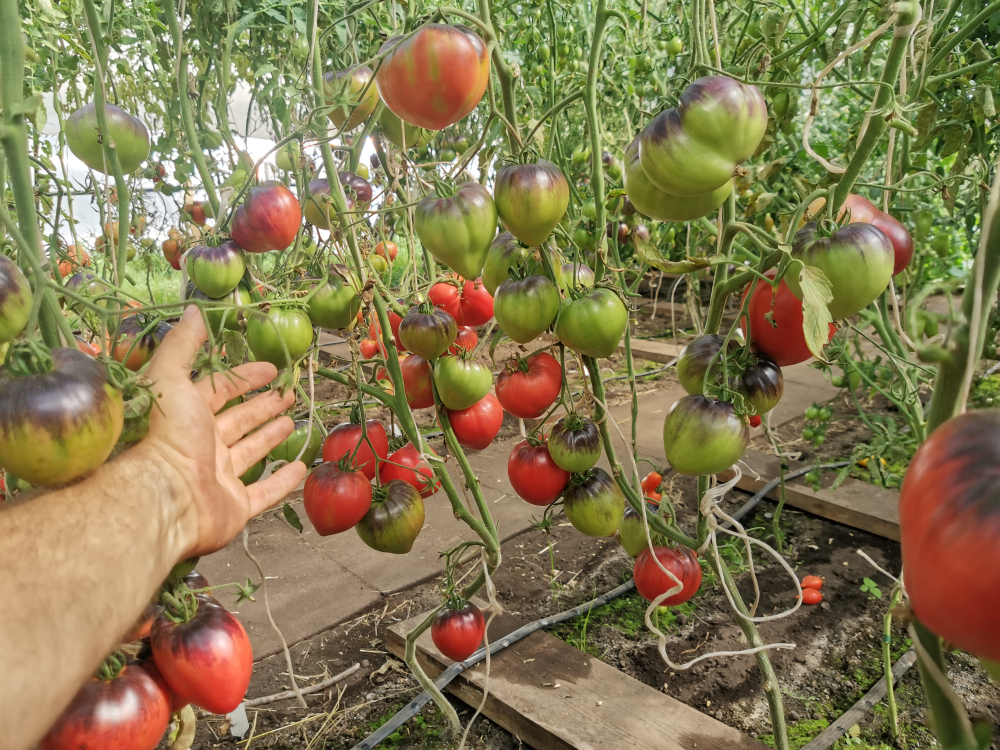 Помидоры Sgt Pepper's - Одинокие Сердца Сержанта Пеппера
