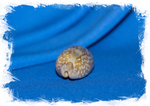 Ципрея оленёнок (Cypraea cervinetta) 5,8 см.