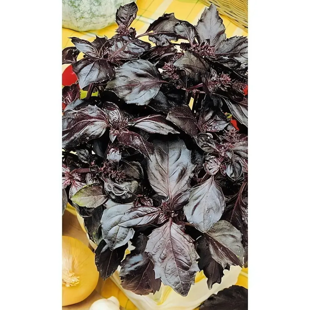 Семена Базилик Фиолетовый (МАРС) 0,3гр Б/П