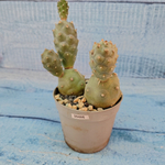 Tephrocactus Articulatus (Тефрокактус)