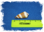 Морская раковина Conus muriculatus, Conus sugillatus