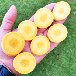 Морковь Мшак Узбекская Жёлтая