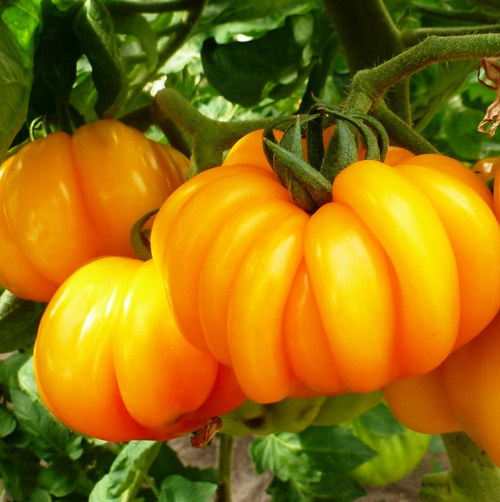 Помидоры Beauty Lottringa Оrange - Лотарингская Красавица Оранжевая