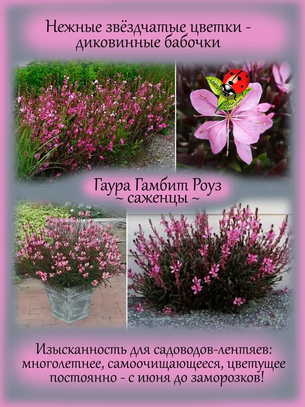Гаура Гамбит Роуз