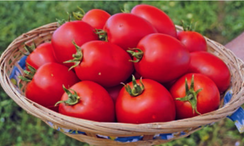 Намиб F1 семена томата детерминантного (Syngenta / Сингента)