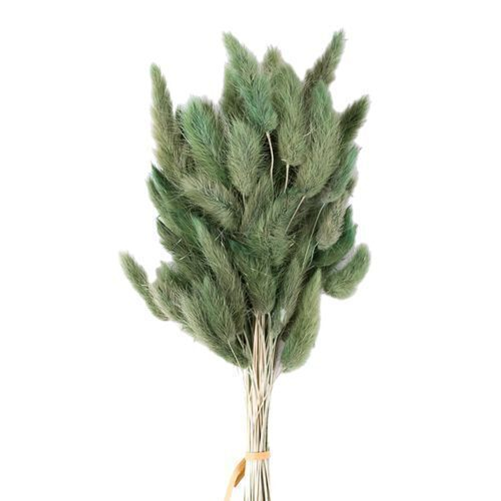 Сухоцветы ЛАГУРУС 65см 34гр СВЕТЛЫЙ №1