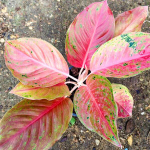 Аглаонема LAK SAB SOM