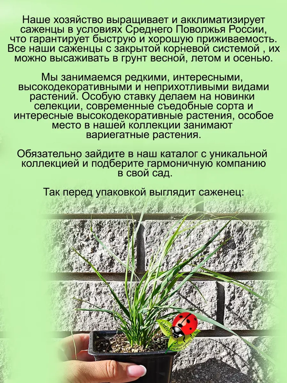 Злак Кортадерия селло Пампасная трава