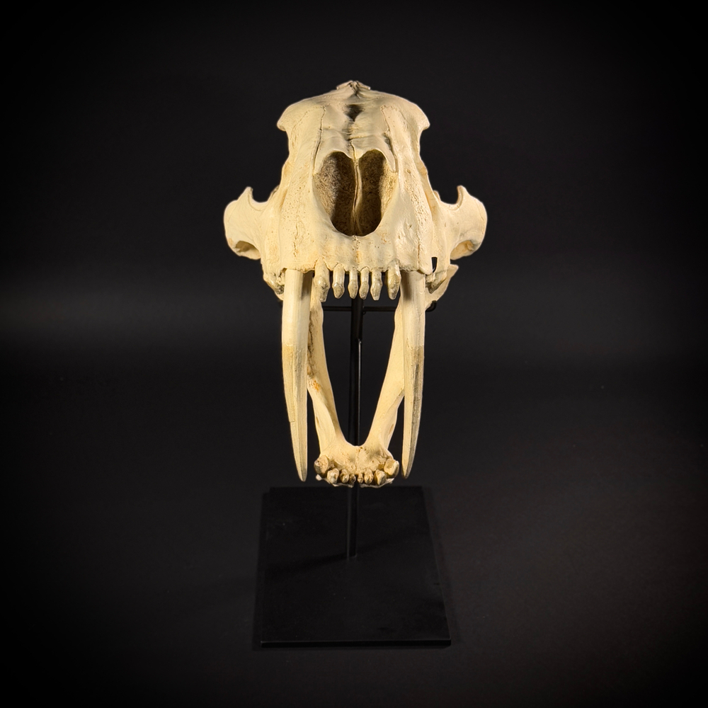 Smilodon на стойке