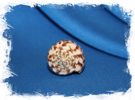 Конус инскриптус (Conus inscriptus), 6-8см, 1шт