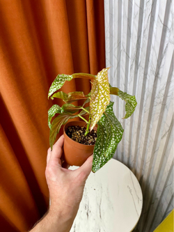 Бегония Макулата Уайти, D9см Н20см, 1шт, Urban Jungle