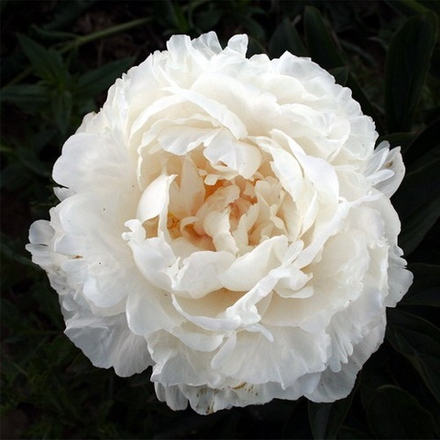 Пион Мари Лемуан