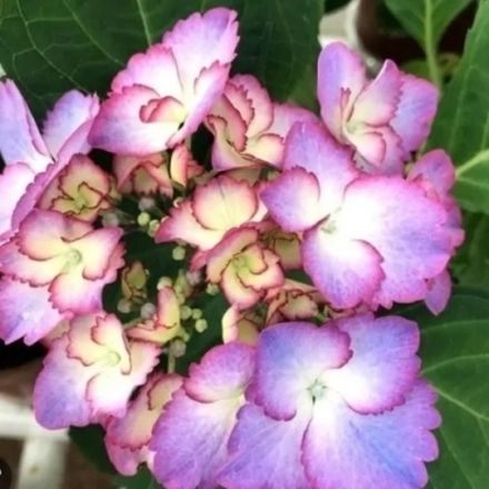 French Cancan/ Фрэнч Кан-Кан (Стандарт поставки Р9)2025г.