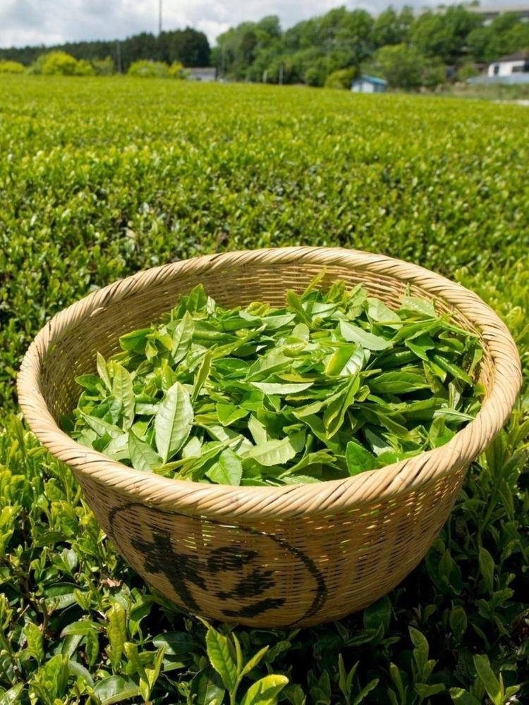 Чай улун Лотос Tra Phu Sy вьетнамский 100 г x 3 шт