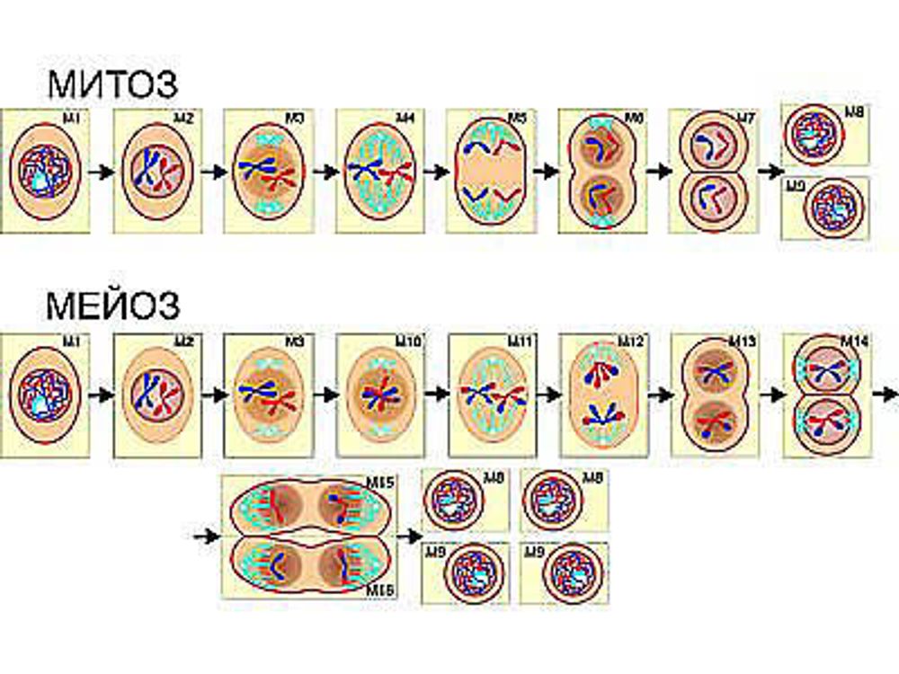 Модель-аппликация &quot;Деление клетки. Митоз и мейоз&quot;