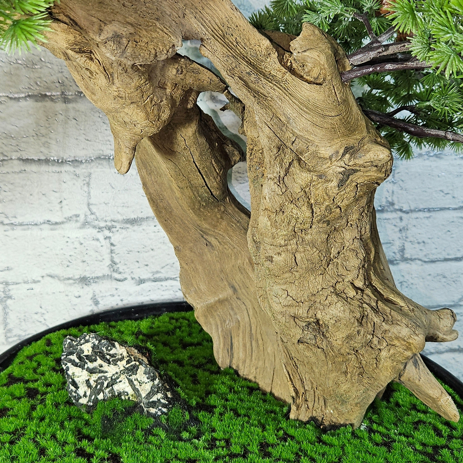 Бонсай Кипарис 70см на натуральном стволе