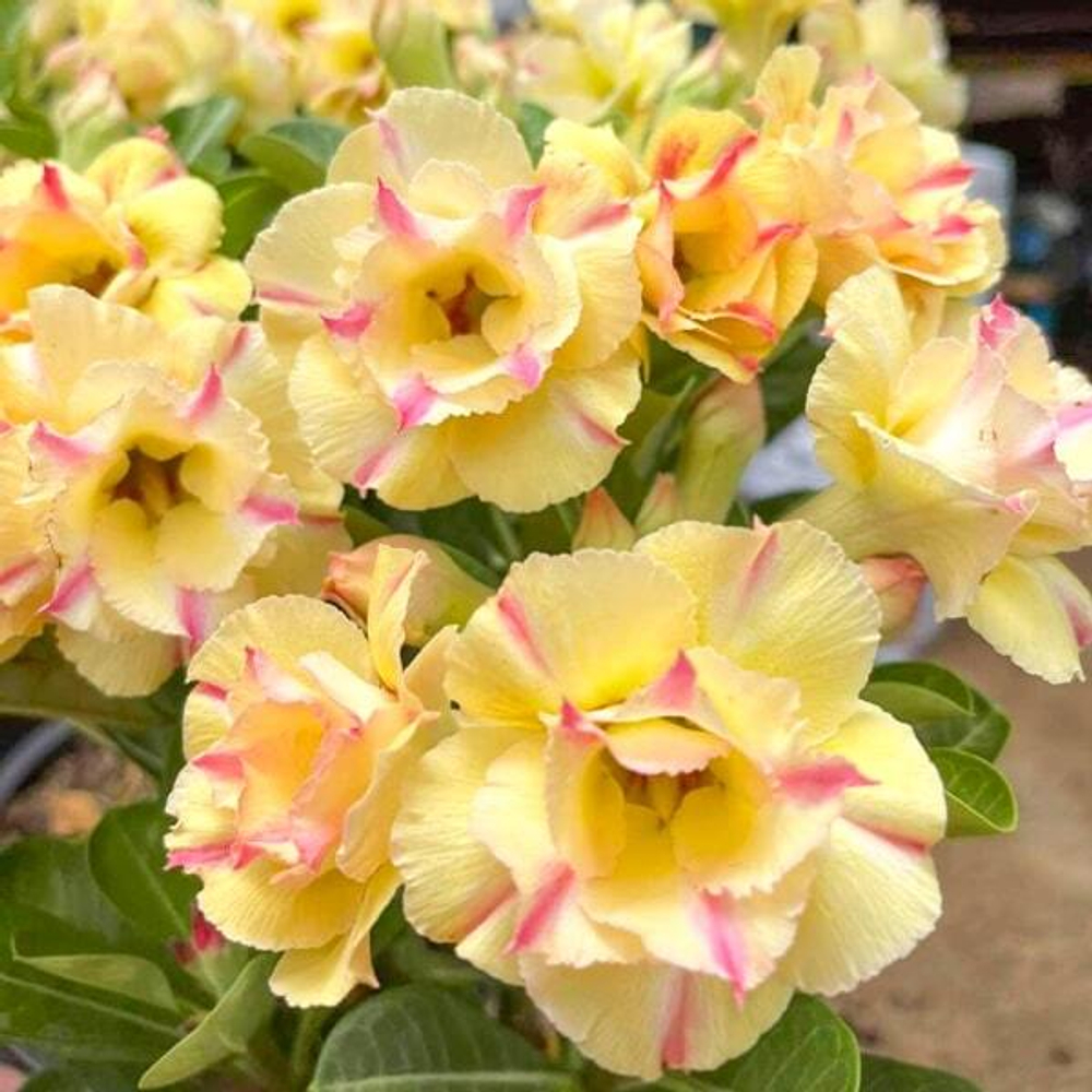 Адениум THONGLOR