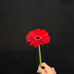 Гербера красная / 1 шт