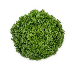 Гидролик семена айсберг листовой (Rijk Zwaan / Райк Цваан)