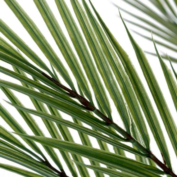 Ховея Пальмовая высота 178 см