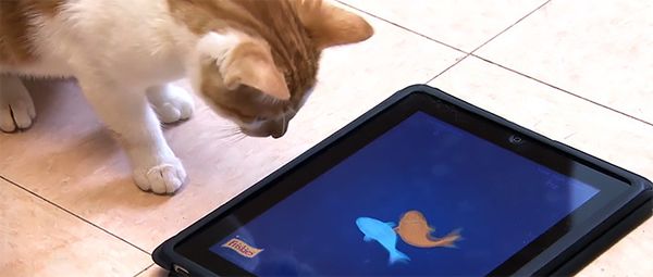 Канадский приют для кошек подарил подопечным айпады Канадский приют для кошек подарил подопечным айпады