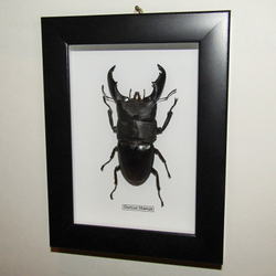 Жук-Рогач Dorcus titanus