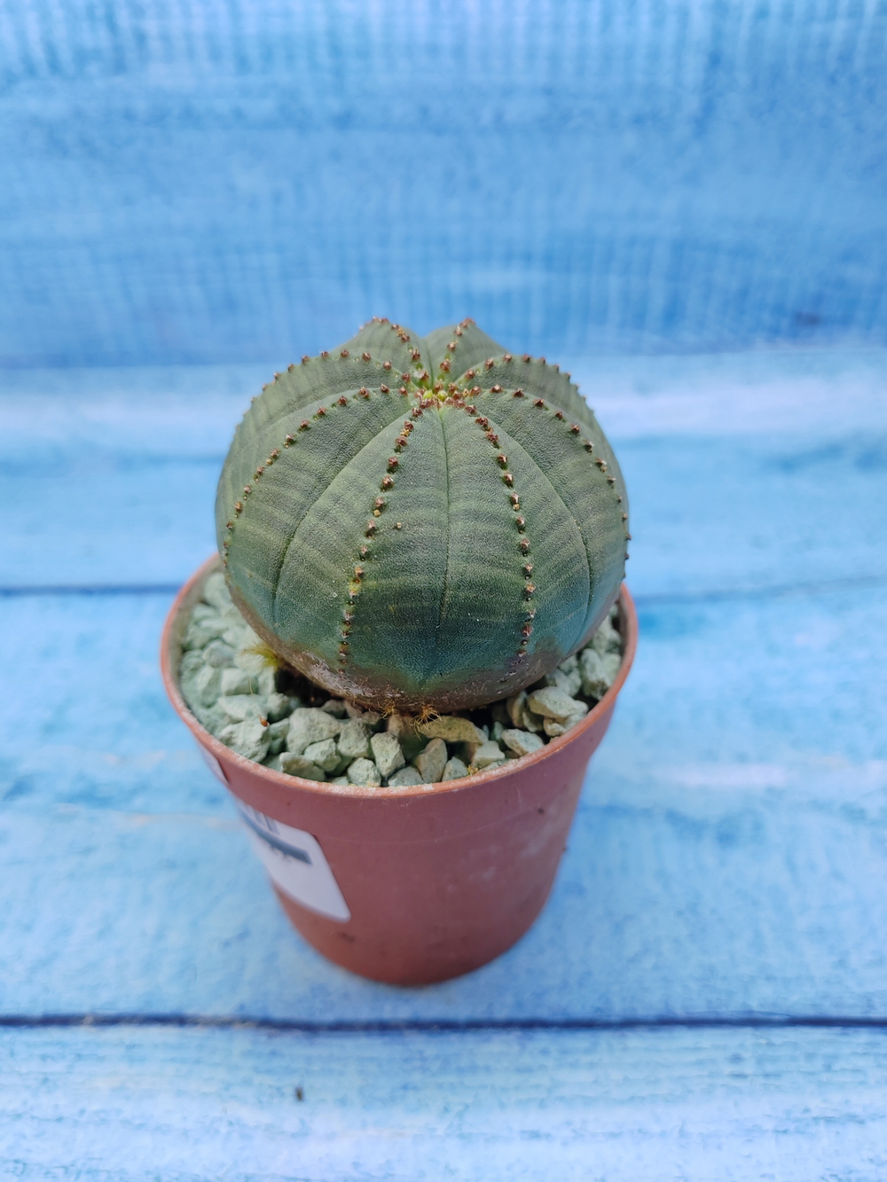 Euphorbia Obesa (Эуфорбия)