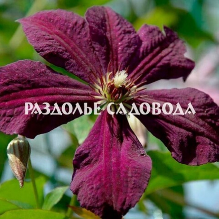 Клематис крупноцветковый Космическая мелодия