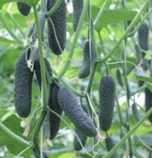 Огурец Бьерн F1