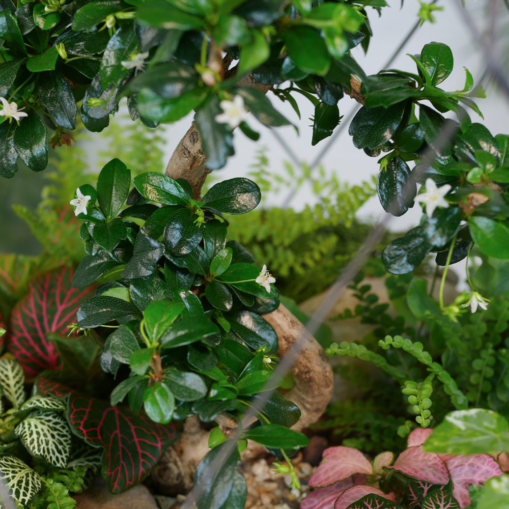 Флорариум бонсай Кармона Фаберже