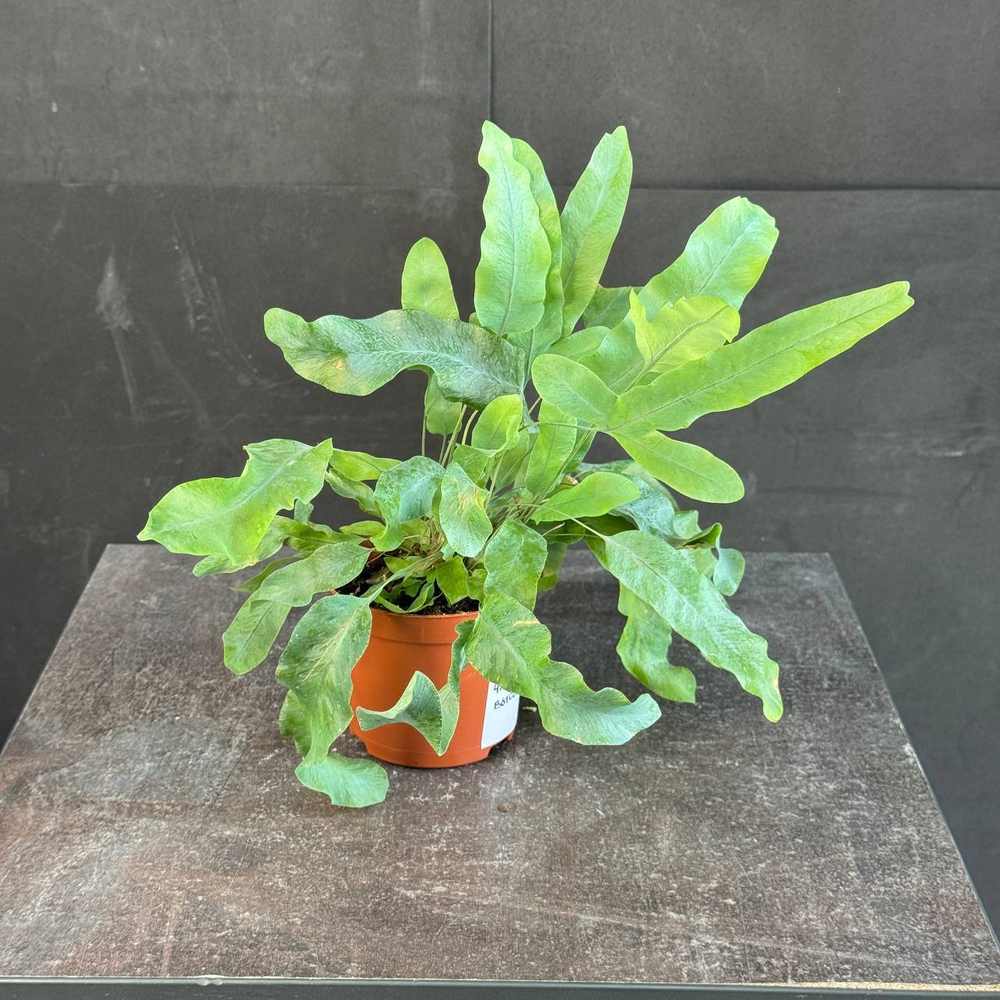 Флебодиум золотистый (Phlebodium aureum)