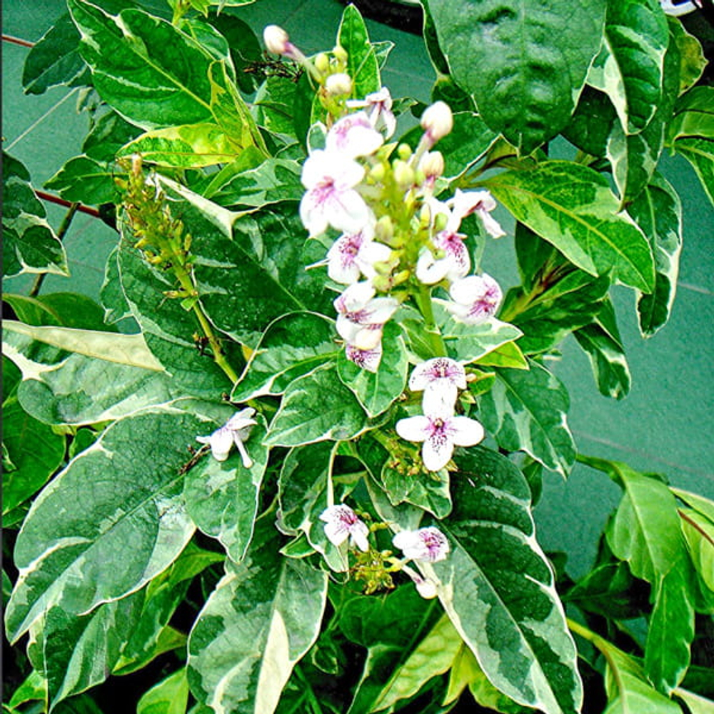 Псевдэратнемум макулатум – Pseuderanthemum maculatum