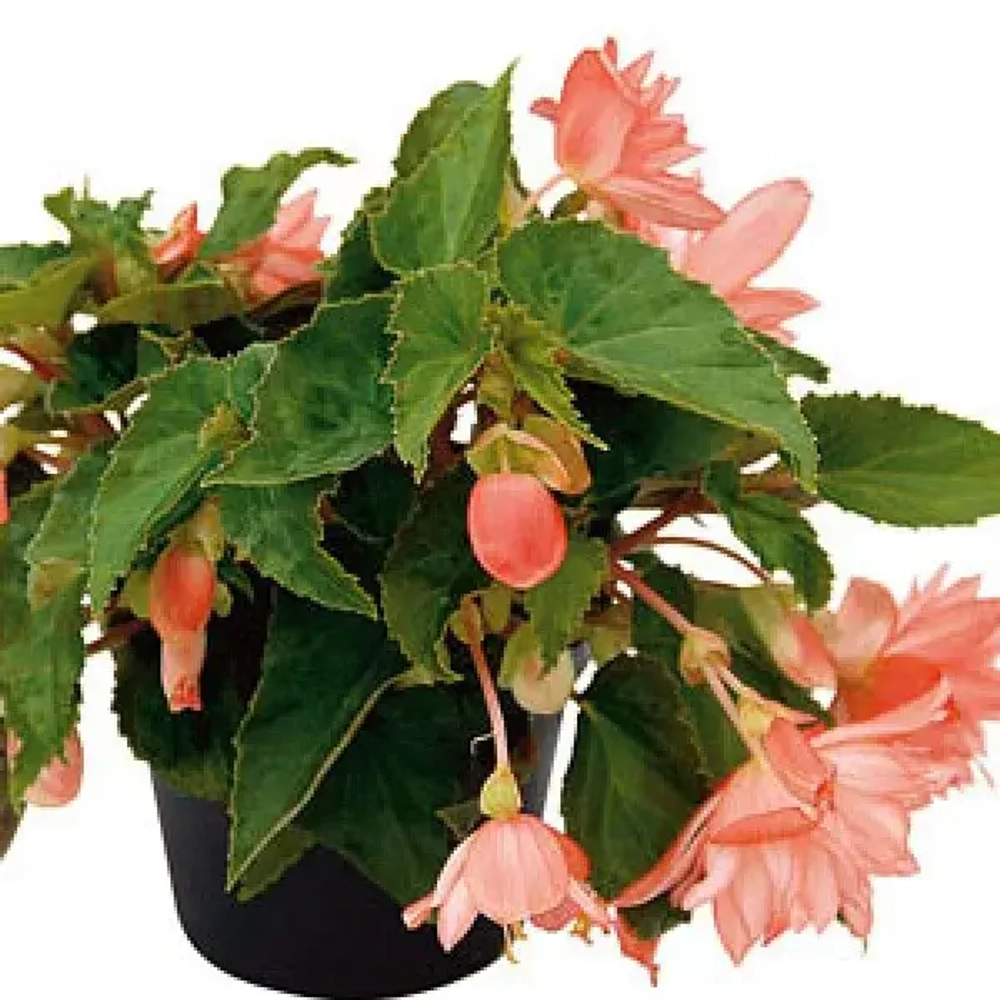 Бегония ампельная Belleconia Soft Orange