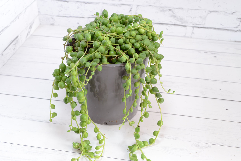Senecio Rowleyanus (Крестновник Роули)