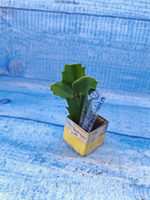 Schlumbergera cv. Twilight Tangerine (Шлюмбергера)