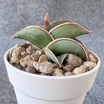 Сансевиерия RORIDA BLACK