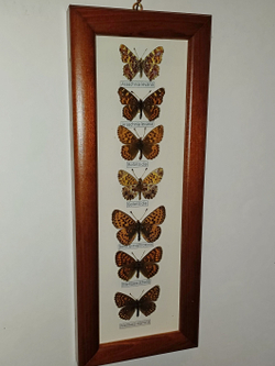 Бабочки в рамке