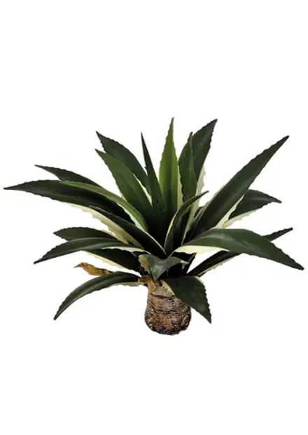 Агава американская 48см без кашпо, 21 лист