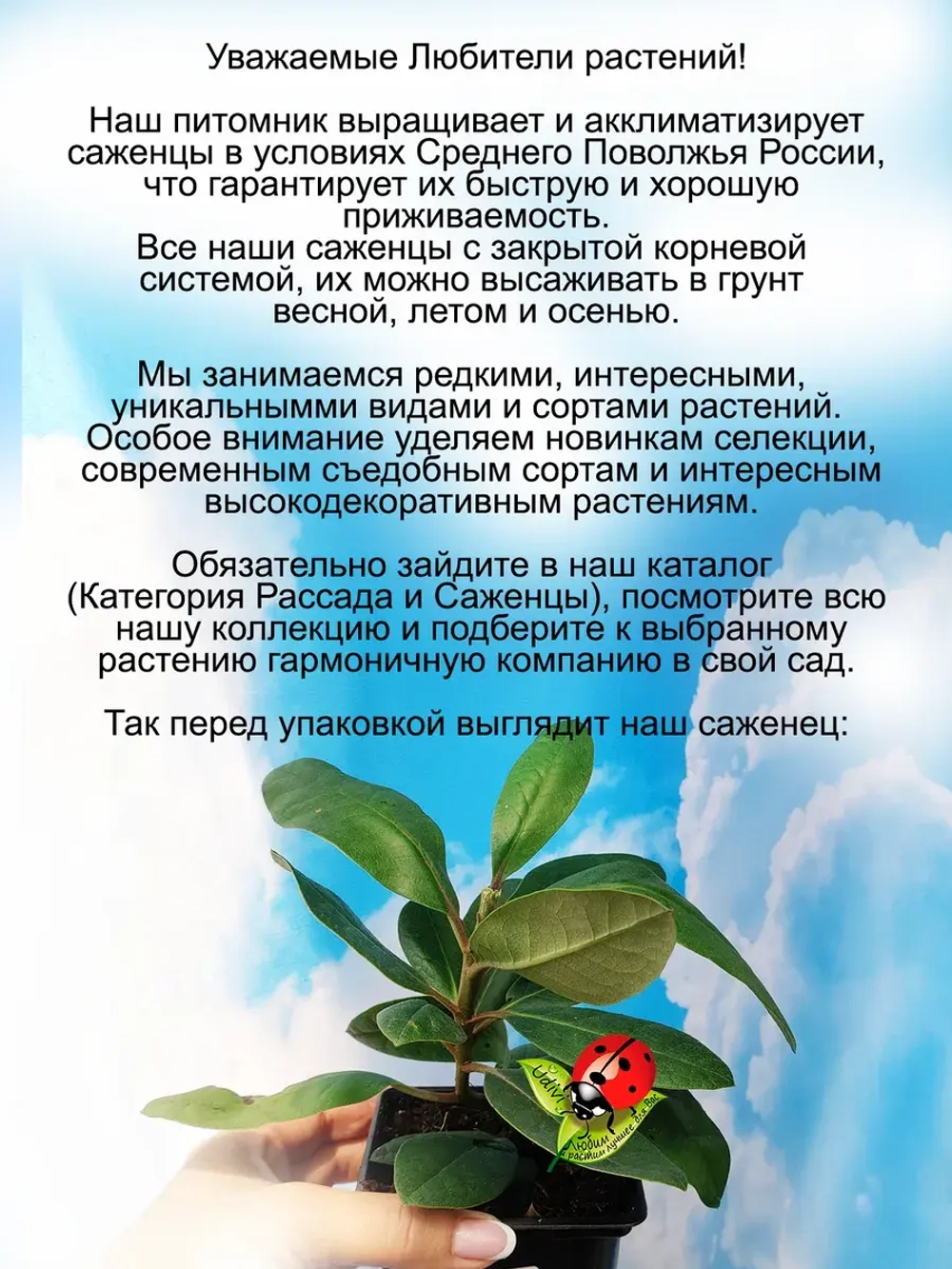 Рододендрон Антон Чехов морозостойкий